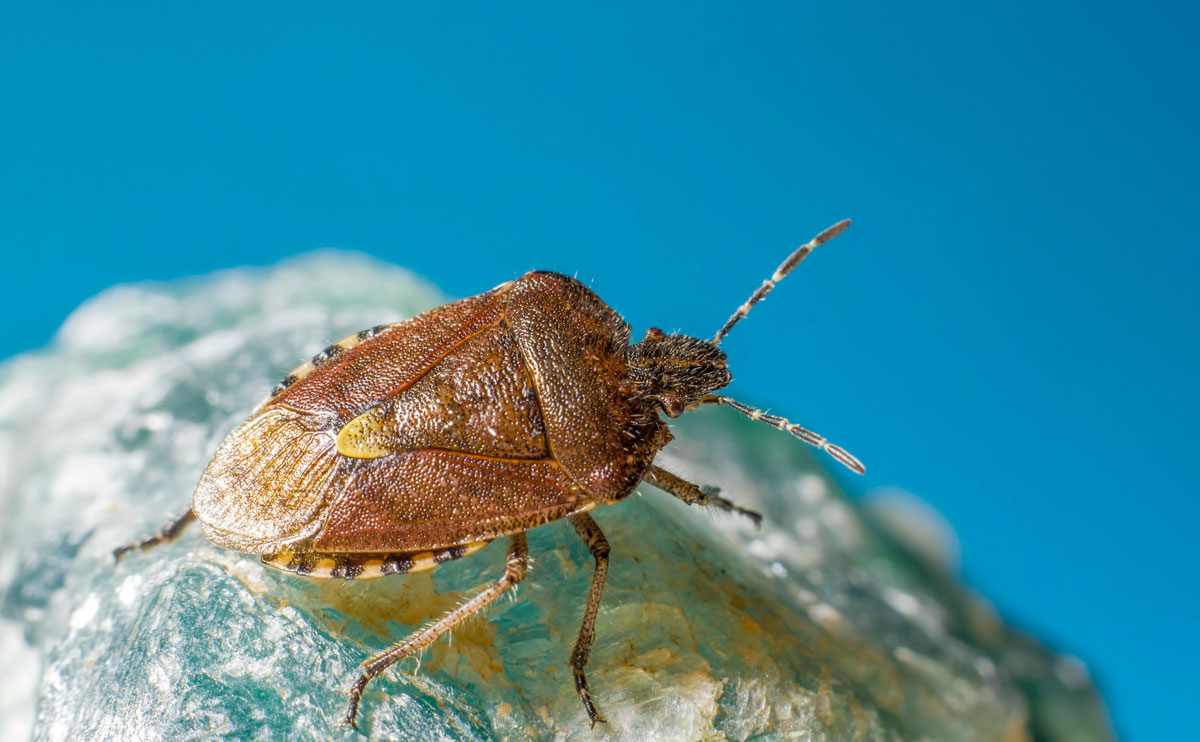 Codexial Enviroscab sprej proti svrabu, roztočom, všiam, blchám a plošticiam: Spoľahlivý pomocník v boji proti parazitom